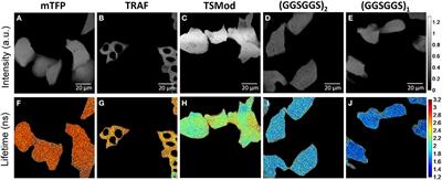 Linear Behavior of the Phase Lifetime in Frequency-Domain Fluorescence Lifetime Imaging of FRET Constructs